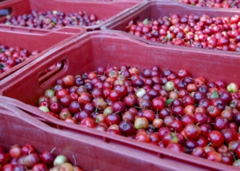 Doença de Chagas: morte na Bahia acende alerta para transmissão por alimentos