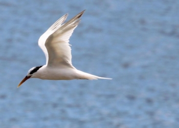 Governo de SP decreta estado de emergência por gripe aviária