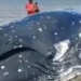 Baleia morre após encalhar em praia na Ilha da Formiga