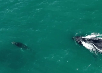 ‘Rolê’ no litoral baiano: Homem filma passeio de baleia e filhote em Itapuã