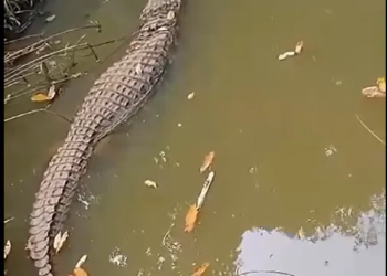 Jacaré é encontrado dentro de rio em Cajazeiras