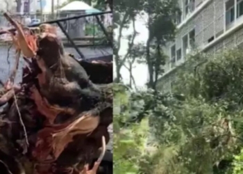 Árvore cai e interdita via no Campo Grande