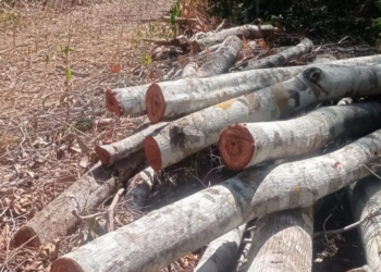 Acusado é preso por desmatar área de 3 hectares na Chapada Diamantina; motosserra é apreendida