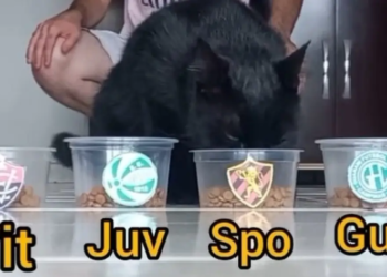 Duelo de felinos? Gato “vidente” prevê Sport campeão da Série B; torcedores do Vitória brincam nas redes