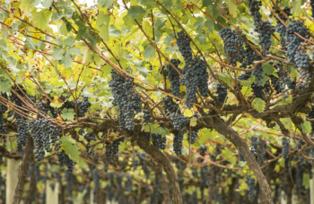 Valor da Produção Agropecuária deve atingir R$ 1,159 trilhão este ano