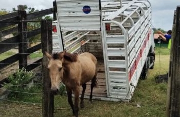 Nos últimos 5 meses, 42 animais foram capturados nas BRs 324 e 116