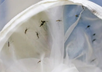 Brasil tem 391 mortes por dengue