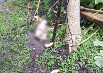 Bebê recém-nascido é abandonado em área de vegetação na Bahia