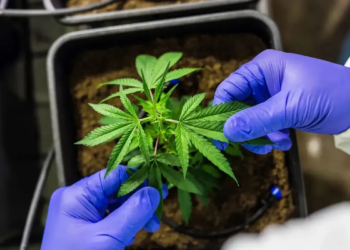 PM e PF desmontam plantação de maconha na Bahia