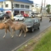 Cavalos soltos em avenida causam transtornos no trânsito em Itapuã