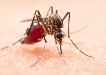 Ensaio clínico para remédio contra dengue é autorizado pela Anvisa