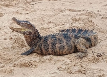 Jacaré é encontrado no meio da praia de Patamares
