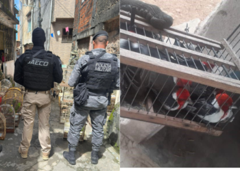 Um dos maiores traficantes de animais silvestres do país é preso na Bahia