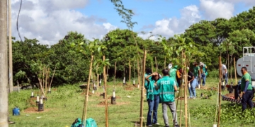 Prefeitura promove mais uma operação de plantio e chega a 110 mudas na região de São Cristóvão