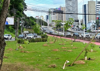 Prefeitura de Salvador inicia plantio de mais de 1 mil mudas de árvores na Avenida ACM