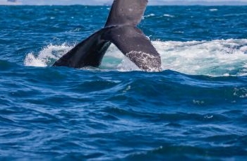 Temporada das baleias-jubarte impulsiona turismo de natureza em Salvador