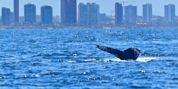 Prefeitura lança temporada das baleias-jubarte e fortalece Salvador como destino do turismo de natureza